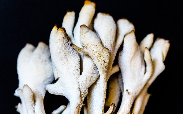 Maitake: O Cogumelo Dançante e Seus Benefícios
