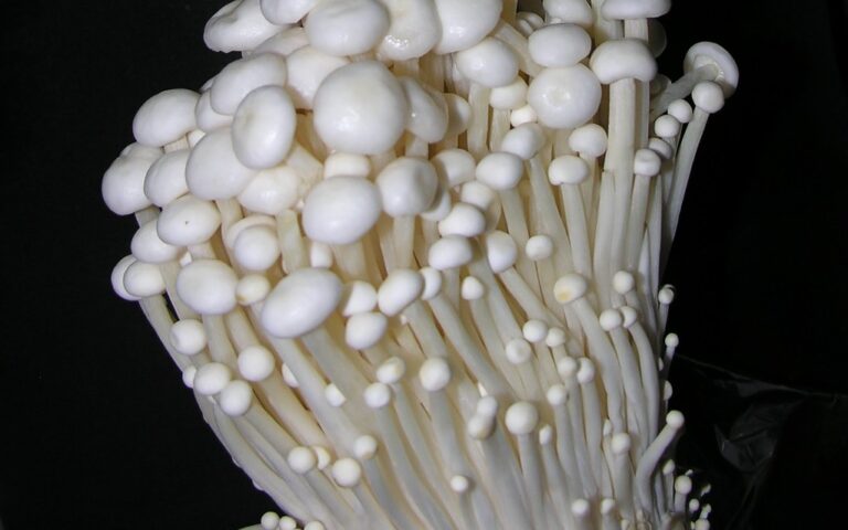 Cogumelo Enoki: Delicadeza e Crocância na Culinária Asiática